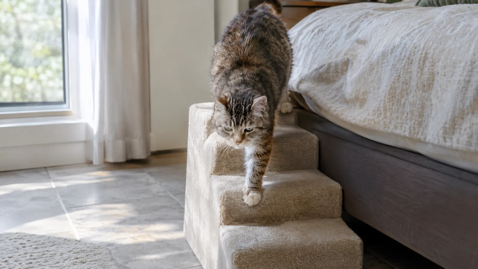10 Reasons Pet Stairs Protect Aging Joints